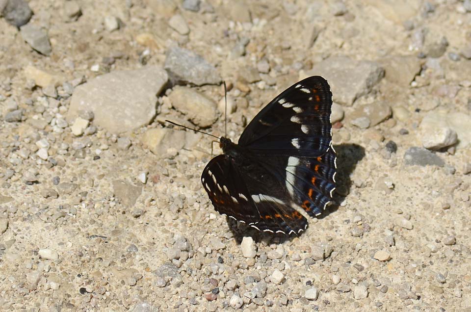 Emozione.... Limenitis populi